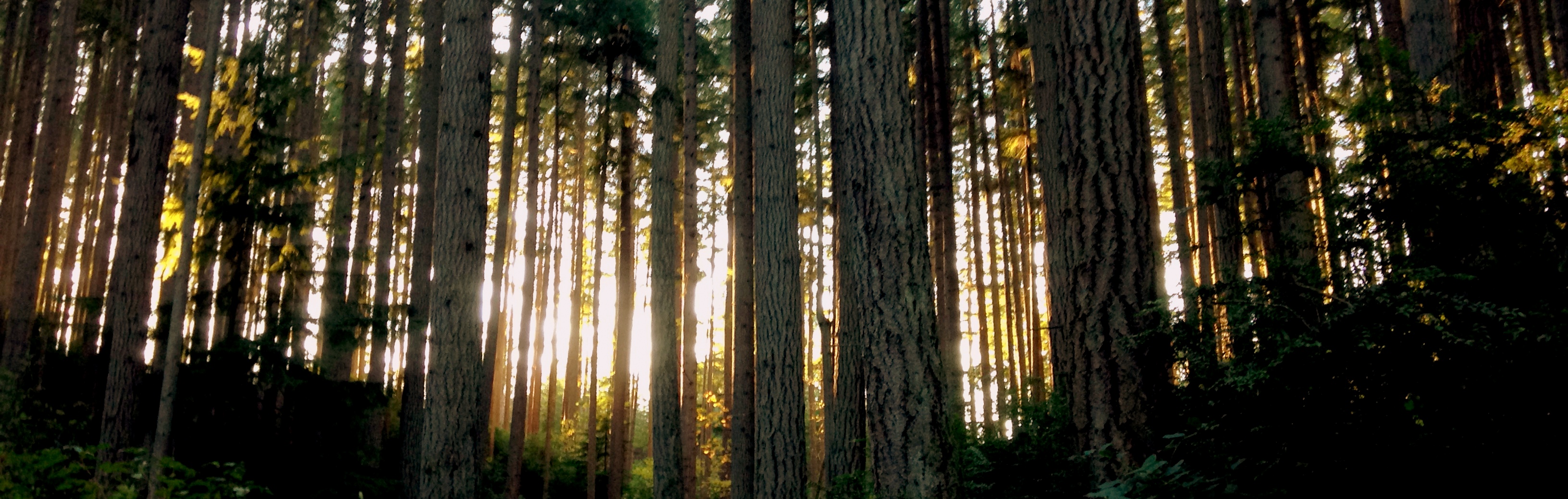 Valley of the Firs, Island Center Forest, Vashon, WA