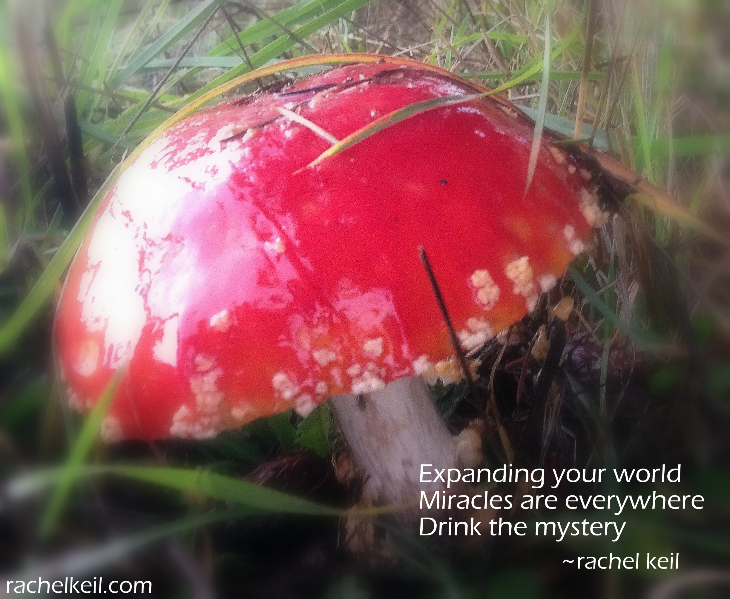 Drink the Mystery-Haiku Blog