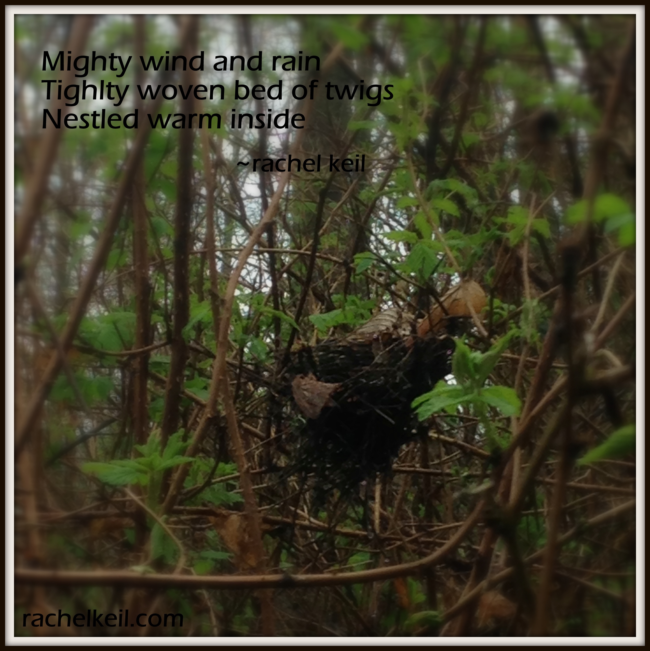 Calm in the Storm-Haiku Blog