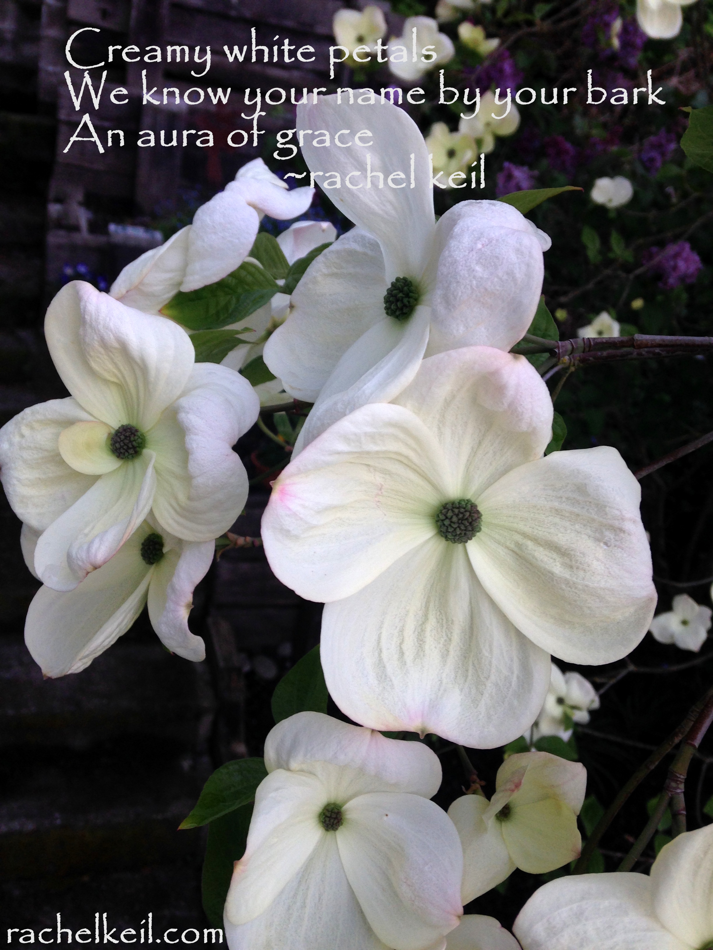 Aura of Grace-Blog Haiku