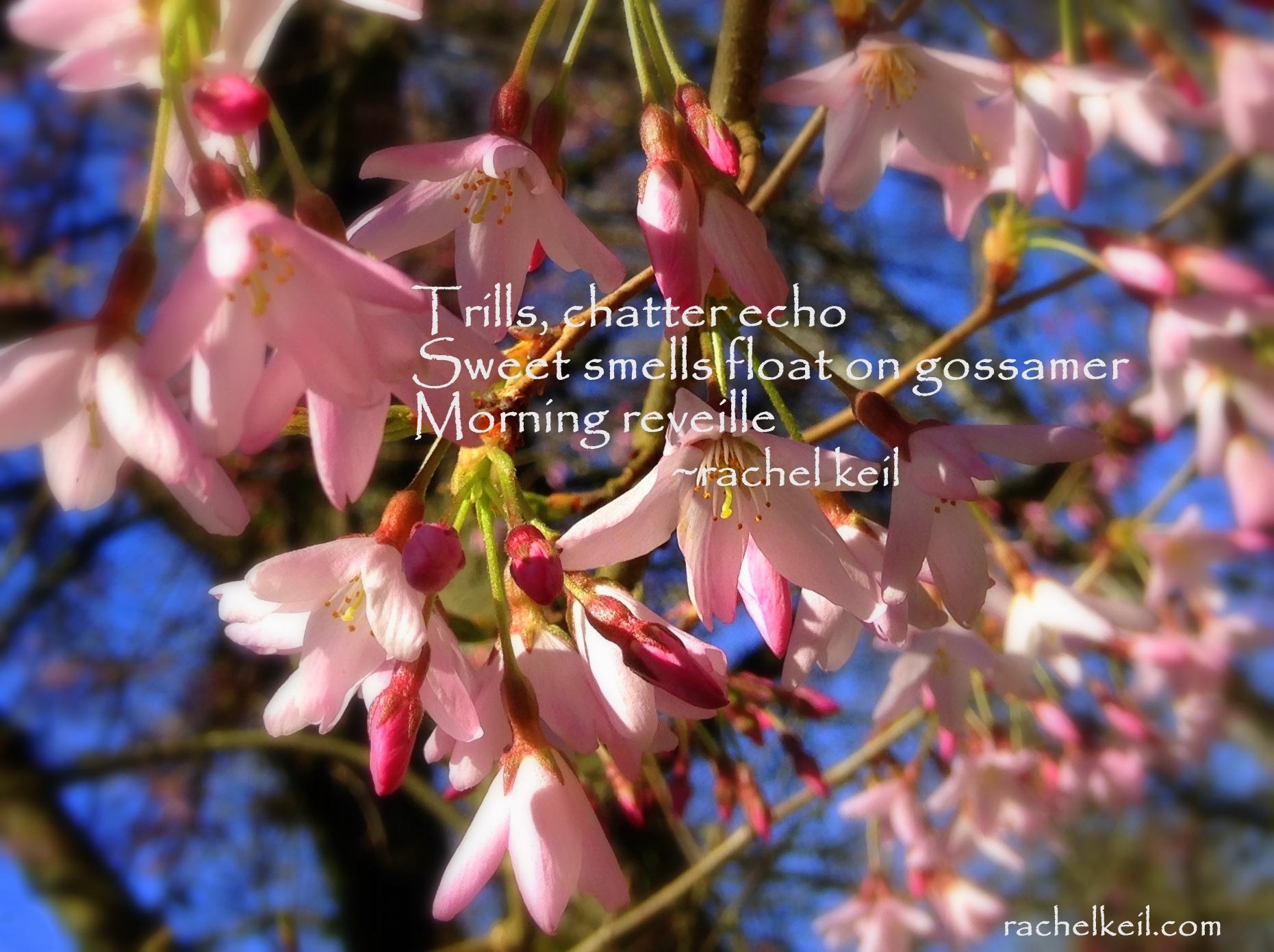 Morning Reveille-Blog Haiku