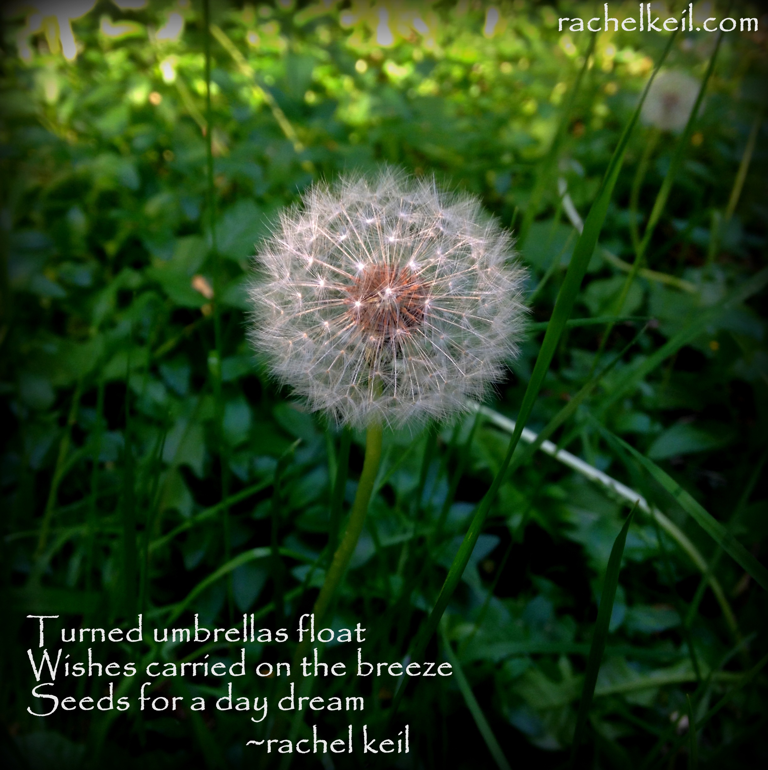 Make a wish-Blog Haiku