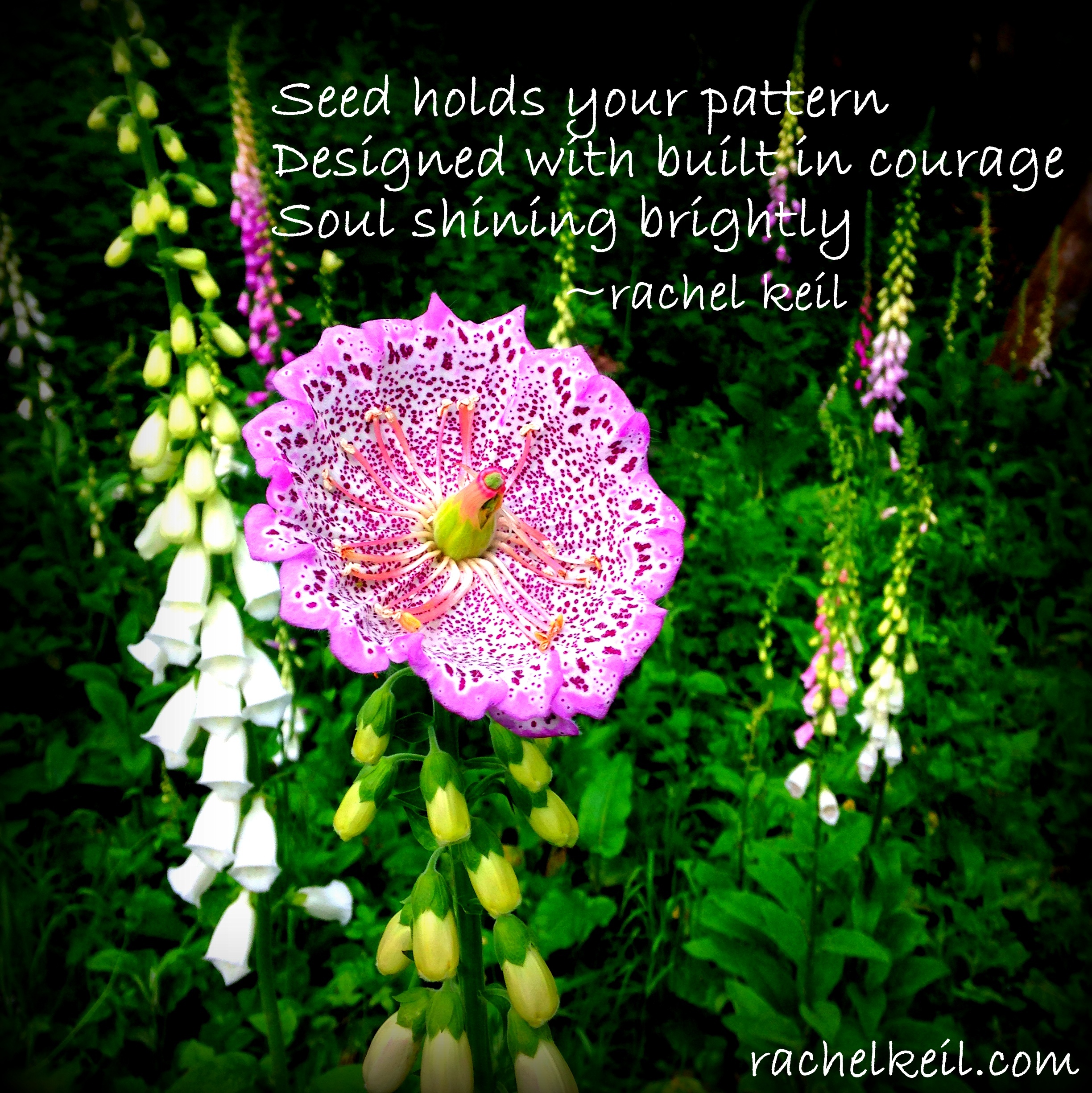 Built In Courage-Blog-Haiku