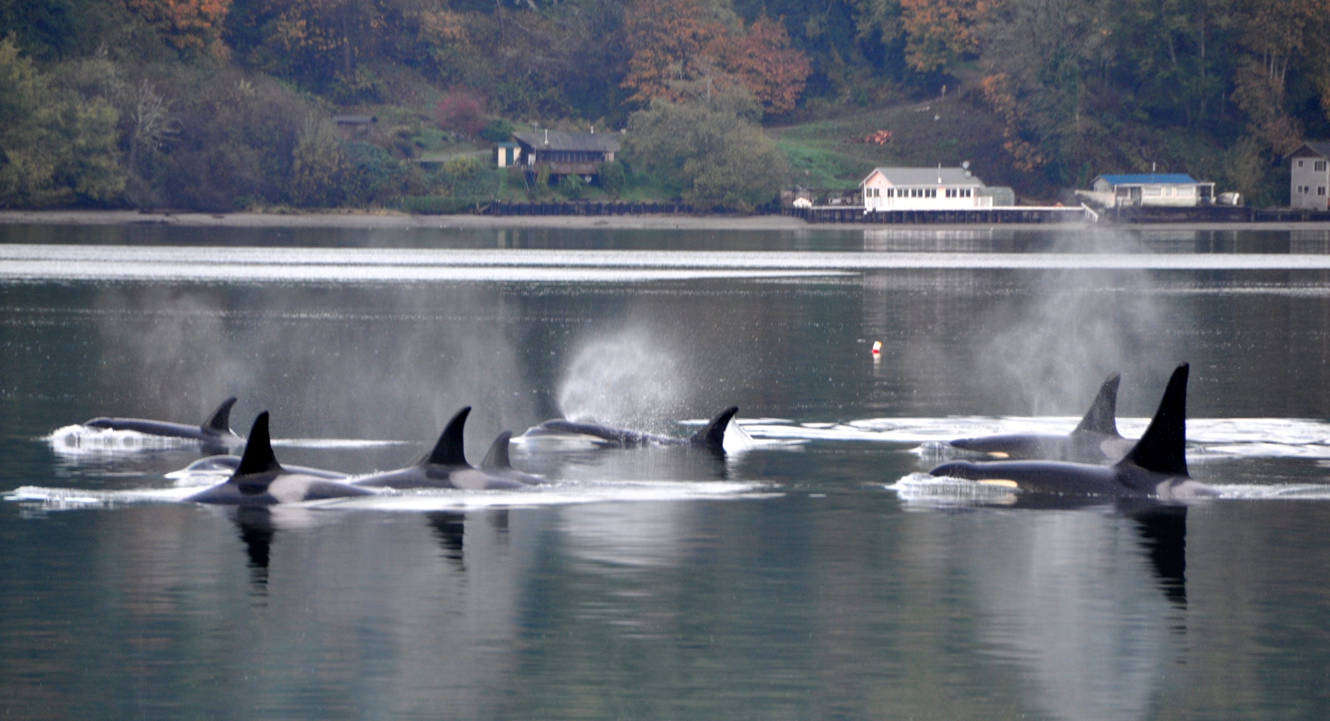 Orcas at Manzanita Beach-John McGrory