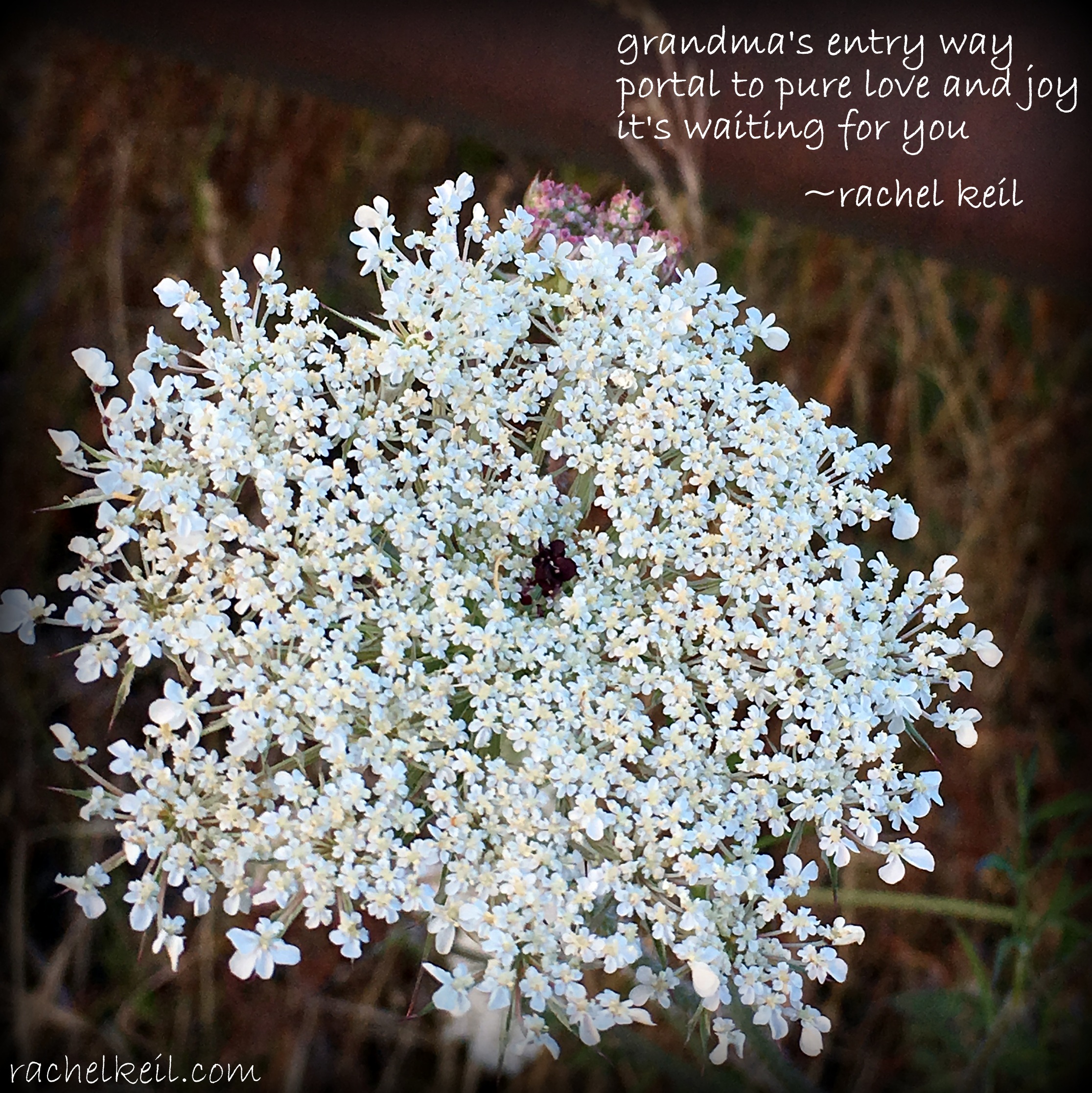 Queen Anne's Lace-Blog-Haiku